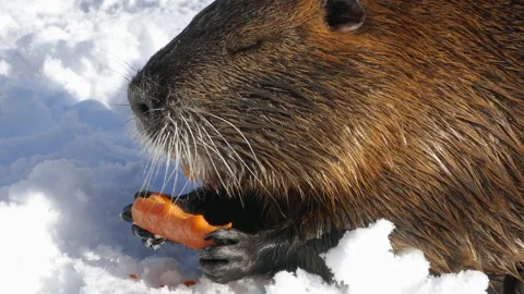 Beaver eating carrot Stock Footage 146611086