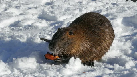 Beaver eating carrot Video stock 146655306