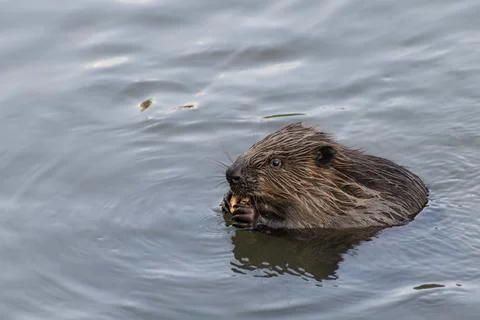 Beaver eating cracker ring Stock Photos