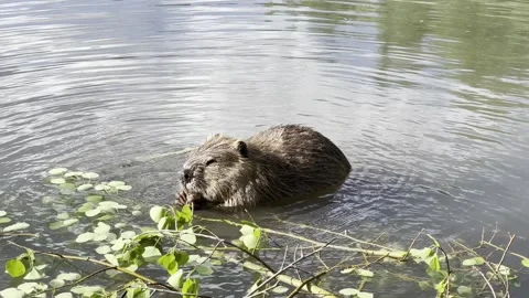 Beaver eating - dolby vision Stock Footage 240576097