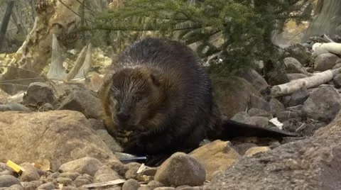Beaver Eating Stock Footage