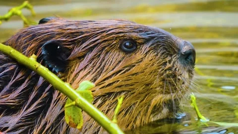 A beaver eating Stock Footage 310145421