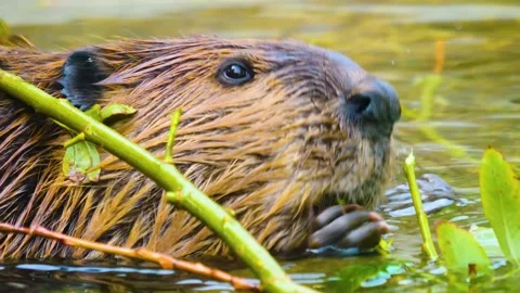 A beaver eating Stock Footage 310145459