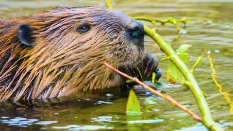 A beaver eating Stock Footage 310145805