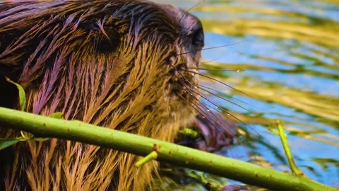 A beaver eating Stock Footage 310145840