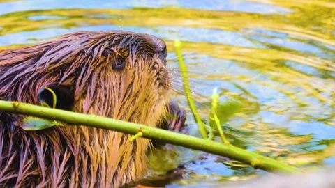 A beaver eating Stock Footage 310145841