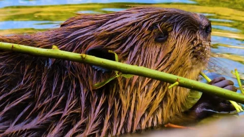 A beaver eating Stock Footage 310145954