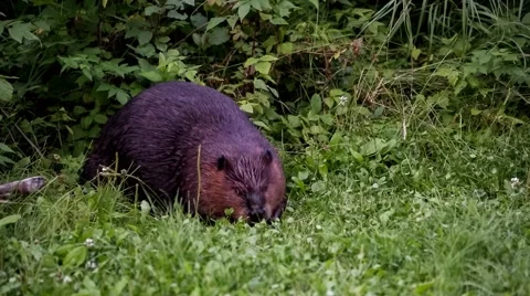Beaver Eating Grass/Clover medium Stock Footage 54023466