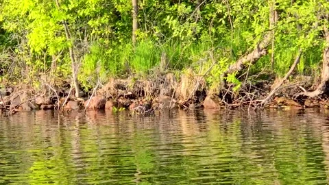 Beaver eating leaves Stock Footage 314290328
