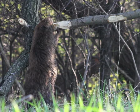 Beaver Eating Montage Vídeo Stock 5090377
