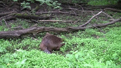 Beaver eating in natural environment. Stock Footage 85215491