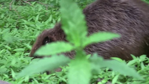 Beaver eating in natural environment. Stock Footage 85215604