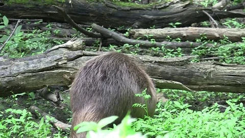 Beaver eating in natural environment. Stock Footage 85215697