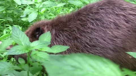 Beaver eating in natural environment. Stock Footage 85215823