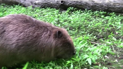 Beaver eating in natural environment. Stock Footage 85215978