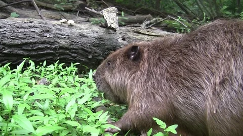 Beaver eating in natural environment. Stock Footage 85216305