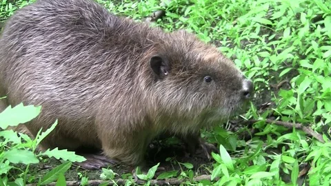 Beaver eating in natural environment. Stock Footage 85216404