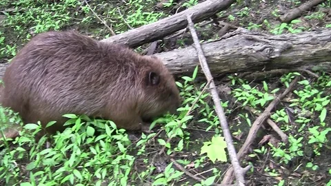 Beaver eating in natural environment. Stock Footage 85216667