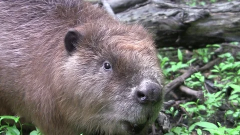 Beaver eating in natural environment. Stockbeeldmateriaal 85216791