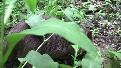 Beaver eating in natural environment. Stock Footage 85216985