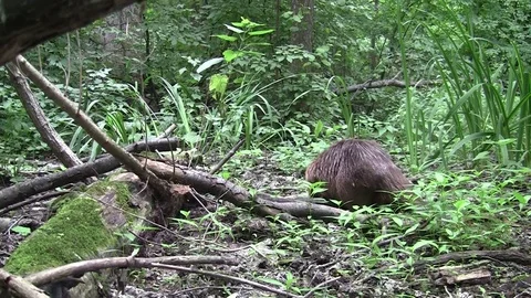 Beaver eating in natural environment. Stock Footage 85217159