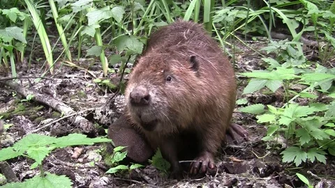 Beaver eating in natural environment. Stock Footage 85217368