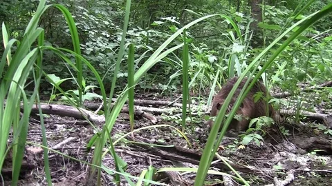 Beaver eating in natural environment. Stock Footage 85217573
