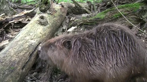 Beaver eating in natural environment. Stock Footage 85217669