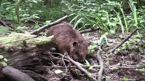 Beaver eating in natural environment. Stock Footage 85217841