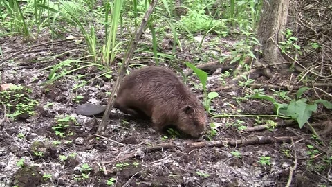Beaver eating in natural environment. Stock Footage 85217905