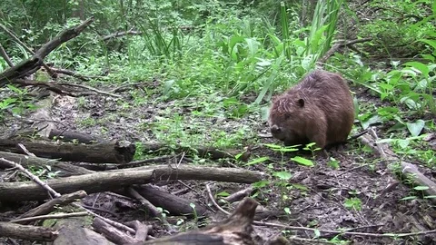 Beaver eating in natural environment. Stock Footage 85217933