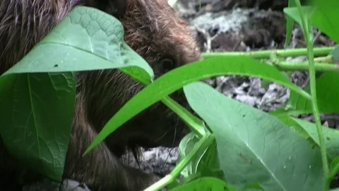 Beaver eating in natural environment. Stock Footage 85218033