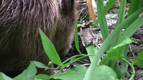 Beaver eating in natural environment. Stock Footage 85218224