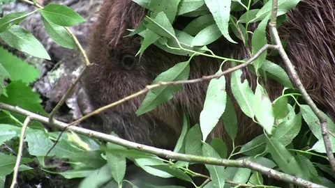 Beaver eating in natural environment. Stock Footage 85218462
