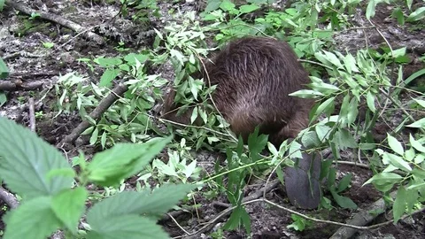 Beaver eating in natural environment. Stock Footage 85218586