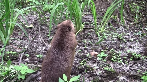 Beaver eating in natural environment. Stock Footage 85218697