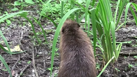 Beaver eating in natural environment. Stock Footage 85218807