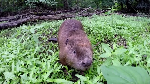 Beaver eating in natural environment. Stock Footage 85220253