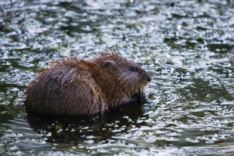 Beaver eating Stock Photos