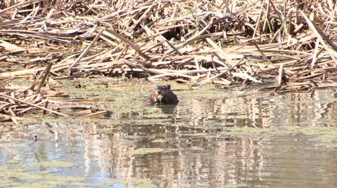 Beaver eating some vegetation Stock Footage 49622308