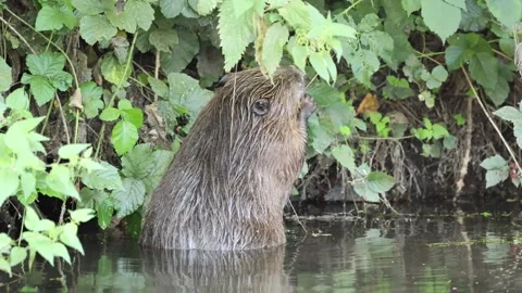 Beaver eating in stream Stock-Footage 321688146