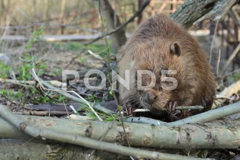 Beaver Eating Tree Bark Stock Photos