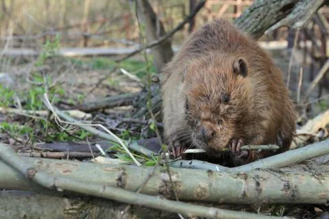 Beaver Eating Tree Bark Stock Photos