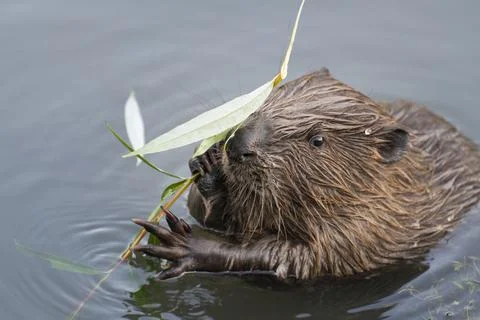 Beaver eating willow Stock Photos