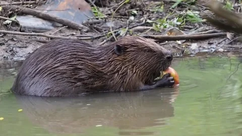 Beaver eats an Apple 1 Stockbeeldmateriaal 135277181