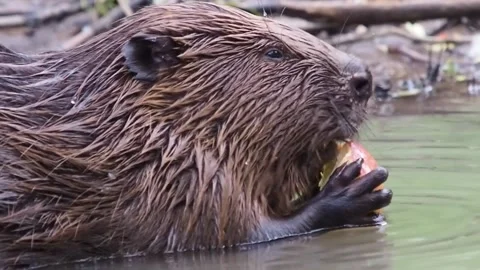 Beaver eats an Apple 2 Stockbeeldmateriaal 135277253