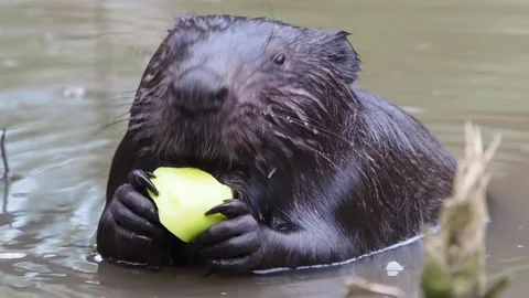 Beaver eats an Apple 3 Stockbeeldmateriaal 135277310