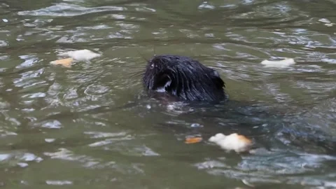 Beaver eats bread 1 Stockbeeldmateriaal 135277570