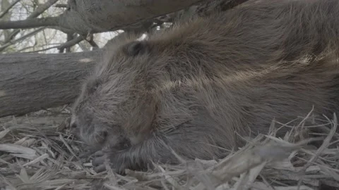 Beaver eats in burrow (SLOG3) Stock Footage 171890019