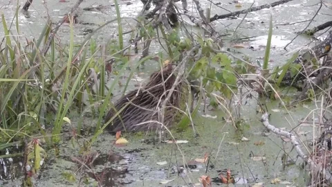 Beaver eats leaves of plants Video stock 121023295